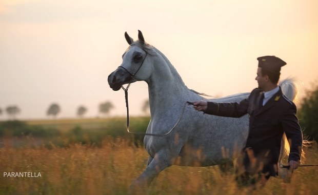 Pride of Poland 2025 – ujawniamy oficjalną listę koni