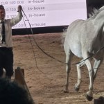 Pride of Poland. Najdroższy koń kosztował 430 tys. euro