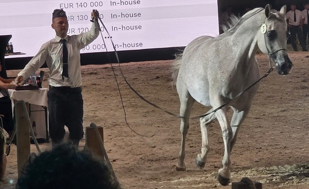 Pride of Poland. Najdroższy koń kosztował 430 tys. euro