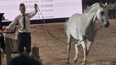 Pride of Poland. Najdroższy koń kosztował 430 tys. euro