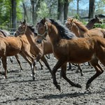 Pride Of Poland: Specjaliści od hodowli koni arabskich skreśleni z listy gości honorowych