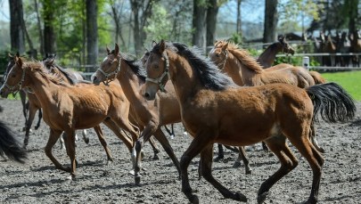 Pride Of Poland: Specjaliści od hodowli koni arabskich skreśleni z listy gości honorowych