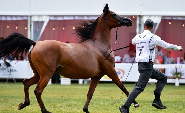 ​Pride of Poland: Wciąż brakuje miliona euro za wylicytowane konie