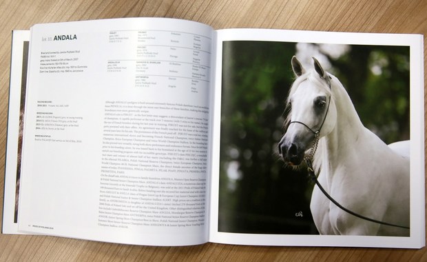 Pride of Poland z katalogiem koni. Z aukcji wycofali się ważni klienci, ale 'spore zainteresowanie'
