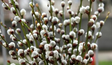 Принесіть вербу додому - поставте її в правильне місце і захистіть родину від хвороб та негараздів на цілий рік