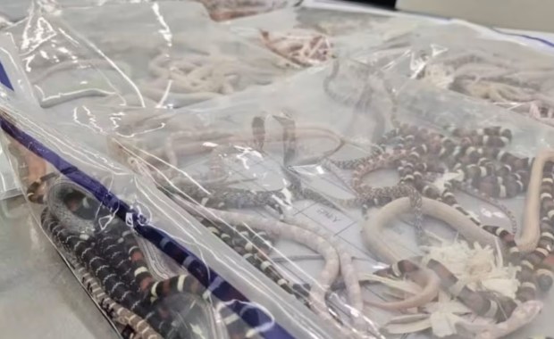 Próba przemytu jak z filmu. 104 węże ukryte w spodniach