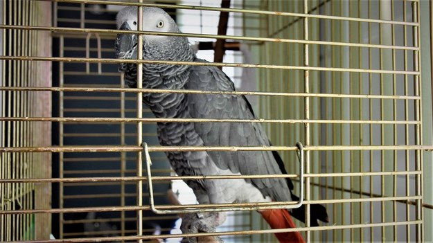 Próba przemytu papugi z gatunku chronionego /Bieszczadzki Oddział Straży Granicznej /Materiały prasowe