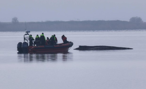 Próba ratowania humbaka w ogniu krytyki. Wykorzystają poduszki powietrzne