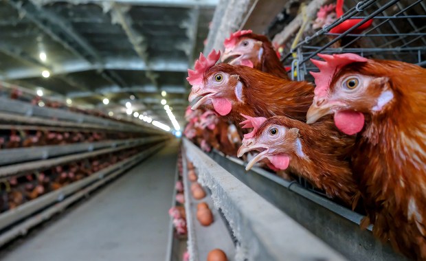 Problem nie tylko z ukraińskim zbożem. Alarmują hodowcy drobiu 