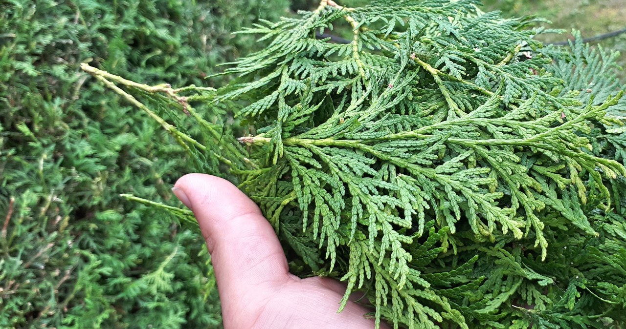 Problem suszy fizjologicznej może dotyczyć m.in. tui / 	PIXSELL /Pixabay.com