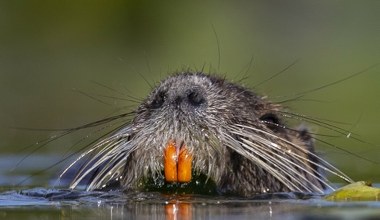 Problem u sąsiada Polski. Niemcy polują na inwazyjne ssaki