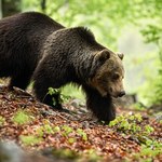 Problem z niedźwiedziami w Polsce. Zwierzęta nie mają paszportu