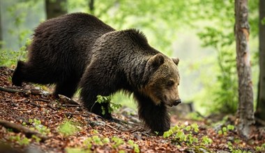 Problem z niedźwiedziami w Polsce. Zwierzęta nie mają paszportu