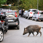 Problemy z dzikami w Rzymie. "Buszują na placach zabaw i gryzą"