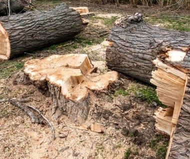 Proboszcz uniknął 240 tys. zł kary za wycięcie drzew. Diecezja nie miała z czego zapłacić