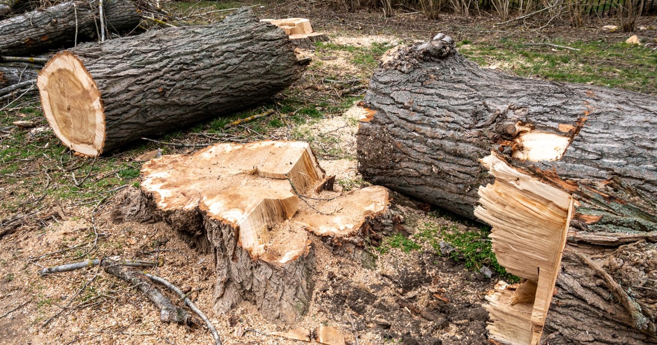 Proboszcz wyciął stare drzewa bez pozwolenia i dostał ogromną karę. W sprawie nastąpił nagły zwrot /123RF/PICSEL