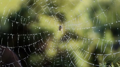 Próbował palnikiem pozbyć się pająków. Przypadkiem spalił cały dom