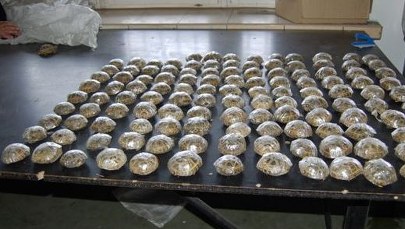 Próbował przemycić prawie 200 żółwi