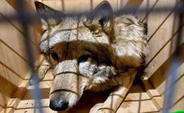 Próbował przewieźć wilki przez granice. Twierdził, że to... psy