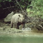 Próbowali przenieść i uratować rzadkiego giganta. Skończyło się tragedią