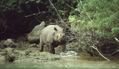 Próbowali przenieść i uratować rzadkiego giganta. Skończyło się tragedią