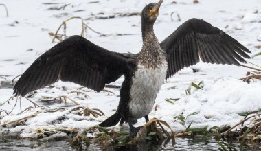 Próbowały się ogrzać. Kormorany zginęły w oczyszczalni