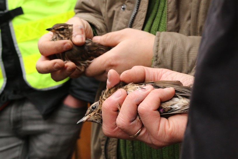 Proceder, który wymyślił 54-letni Włoch zszokował ornitologów. Niestety takich osób, które nielegalnie wyłapują w Polsce ptaki może być więcej - ostrzegają specjaliści /Ostoja/OTOP/Pomorska Policja /materiały prasowe