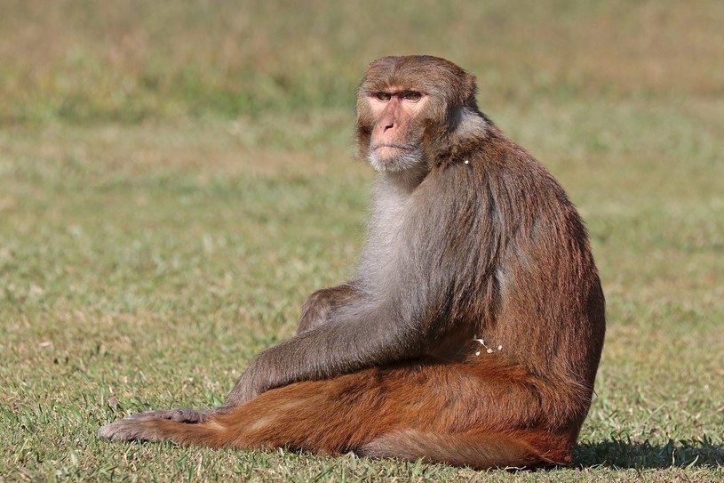 Prócz makaków w chińśkim eksperymencie wezmą udział także myszy /Charles J. Sharp  /Wikipedia