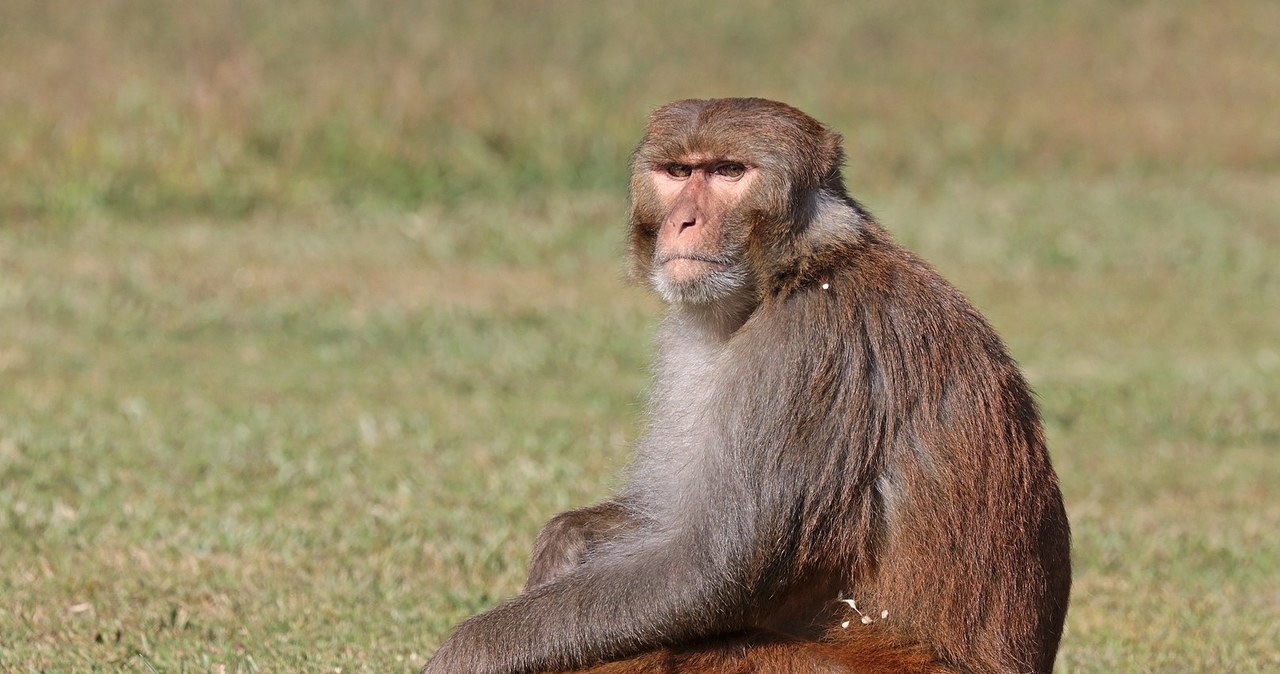 Prócz makaków w chińśkim eksperymencie wezmą udział także myszy /Charles J. Sharp  /Wikipedia