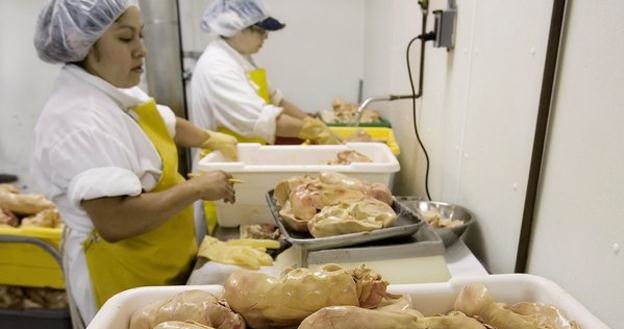 Producenci "foie gras" przymusowo karmią gęsi, dzięki czemu uzyskują silnie otłuszczone wątróbki /AFP