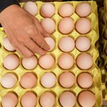 Producenci jaj: W I kw. br. jaja podrożały w hurcie o 62,5 proc.