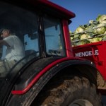 Producenci kapusty w kryzysie. Warzywa z Macedonii Północnej zalewają kraj