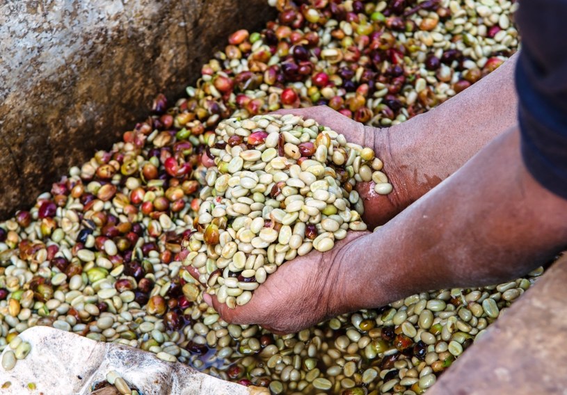 Producenci kawy w ramach  w ramach ruchu Sprawiedliwego Handlu są w stanie utrzymać swoje rodziny /AFP