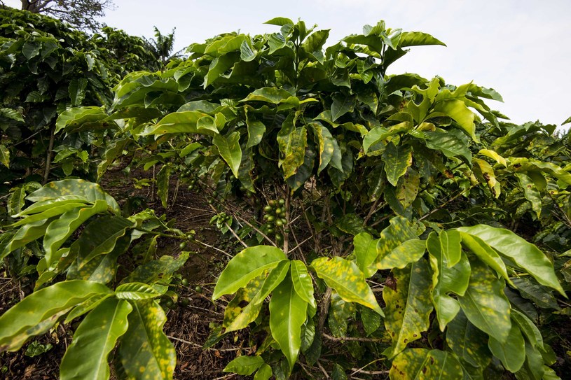 Producenci kawy, ziarna kakaowego, owoców lub bawełny, na co dzień, zarabiają średnio mniej niż 1 dolara dziennie /AFP