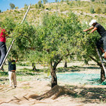 Producenci oliwek na skraju katastrofy. Susza może pogrążyć wiele firm w Hiszpanii