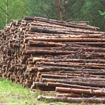 Producentów drewna czeka rewolucja. Rząd chce przywrócić ważny certyfikat