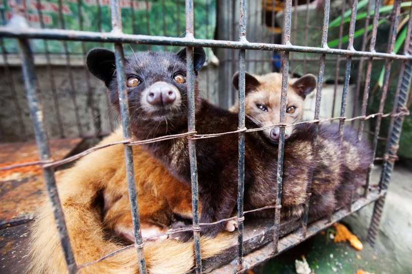 Produkcja horrendalnie drogiej kawy kopi luwak ma swoją ciemną stronę. Cierpią przez nią łaskuny, które są wykorzystywane do produkcji kopi luwak /123RF/PICSEL