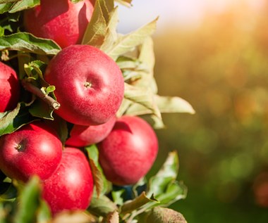 Produkcja jabłek: Ukraina, Turcja i Iran największymi konkurentami Polski