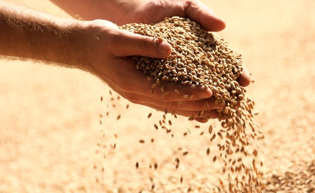 Produkcja pszenicy w Ukrainie spadnie o 40 proc.