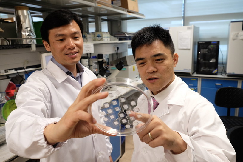 Prof. Chen Peng (po lewej) i prof. Xu Chenjie z próbkami odchudzających plastrów /materiały prasowe