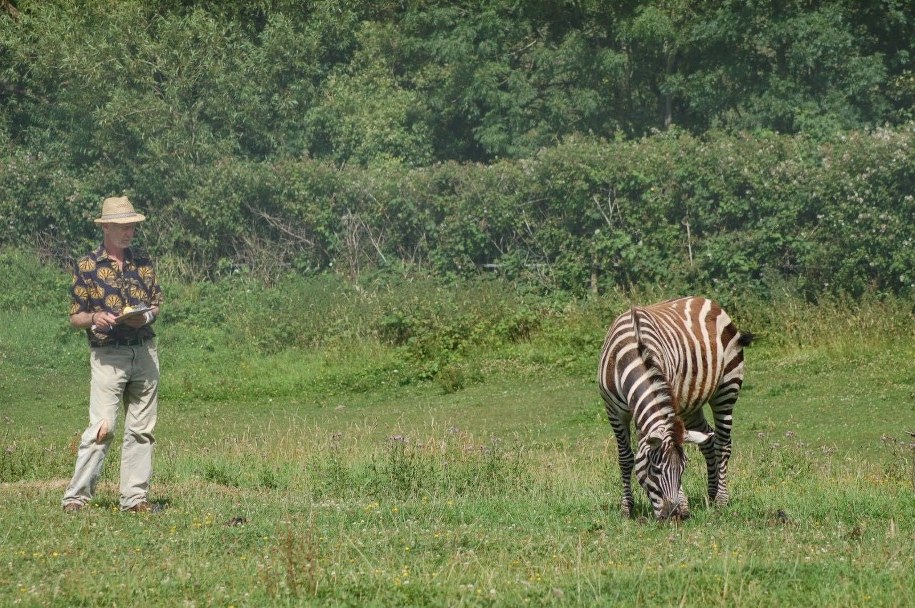 Prof. Tim Caro w czasie obserwacji, jak prawdziwa zebra opedza się od owadów /School of Biological Sciences, University of Bristol /Materiały prasowe