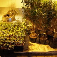 Plantacja pod Śremem należała do rzekomego pszczelarza