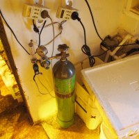 Plantacja pod Śremem należała do rzekomego pszczelarza