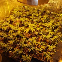 Plantacja pod Śremem należała do rzekomego pszczelarza