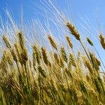 Prognoza KOWR: Tegoroczne plony zbóż mogą być wyższe, niż w 2021 r. 