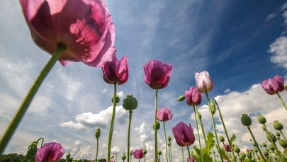 Prognoza pogody: Burze w prawie całej Polsce