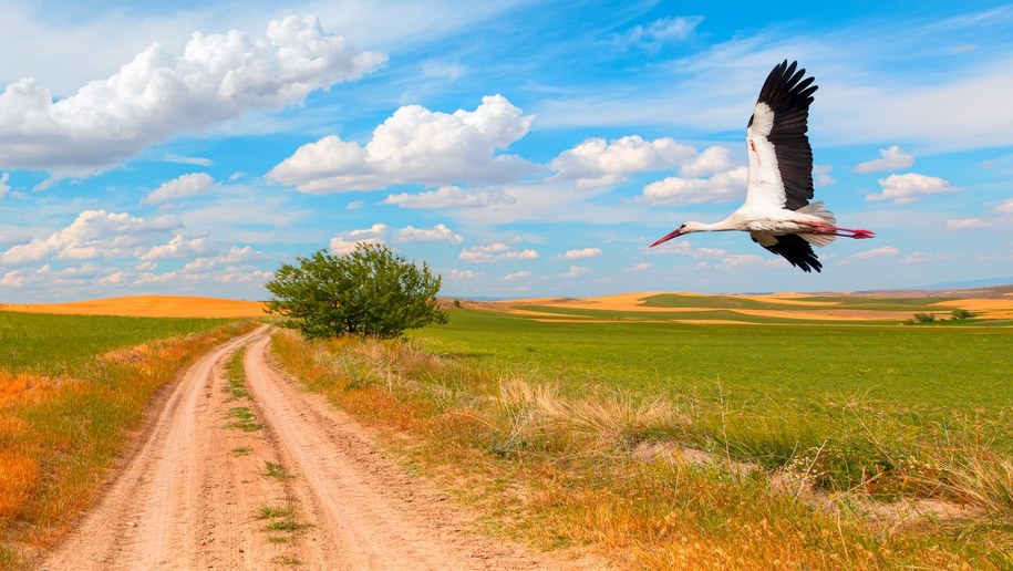 Prognoza pogody: Ciepłe i suche powietrze nad Polską /Shutterstock