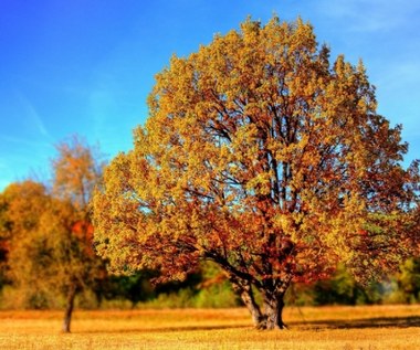 Prognoza pogody. Letnie temperatury i bezchmurne niebo