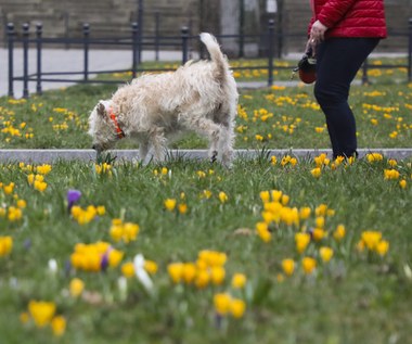 Prognoza pogody na najbliższe dni. Czy to koniec zimy?