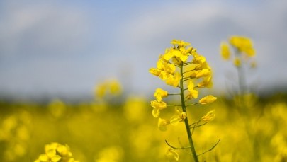 ​Prognoza pogody na weekend. Planujesz wyjazd?